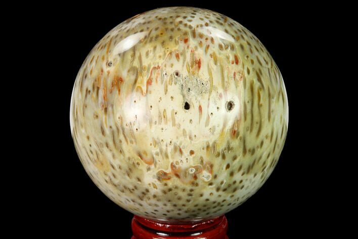 Polished Petrified Palmwood (Palmoxylon) Sphere #167622